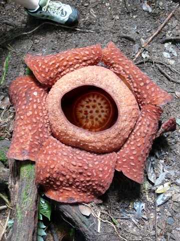 Rafflesia Tuan Mudae